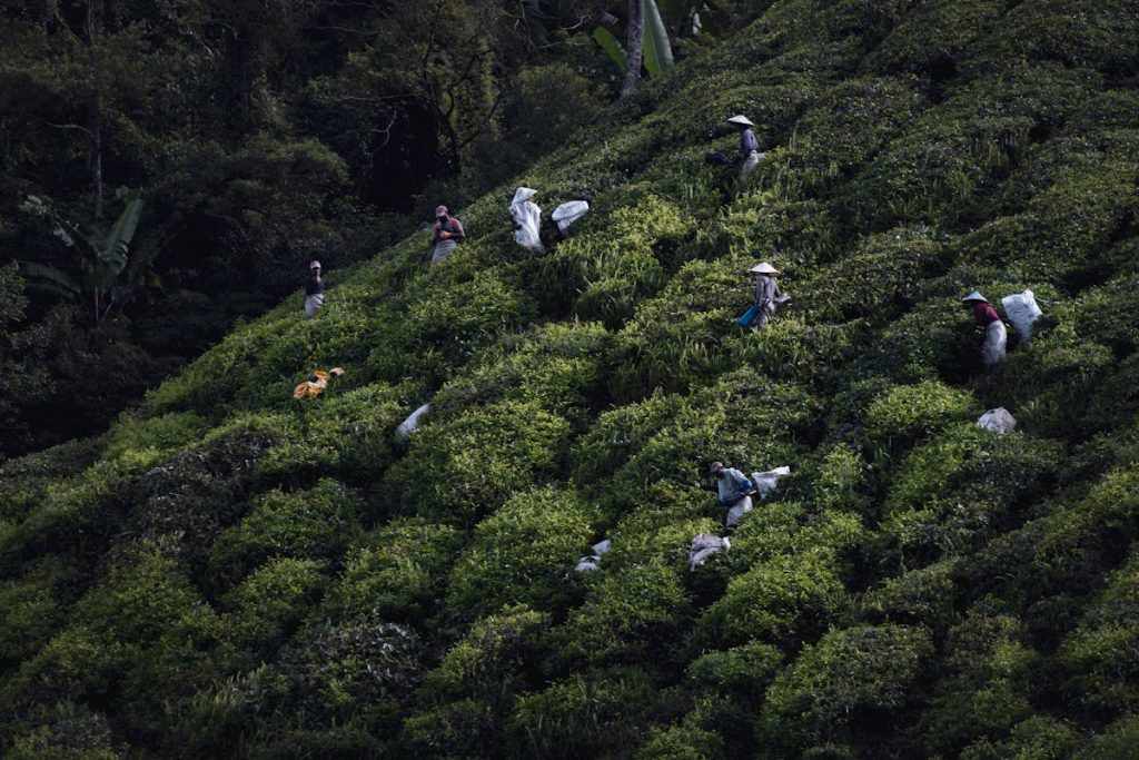 Tea Harvesting Cameron Highlands