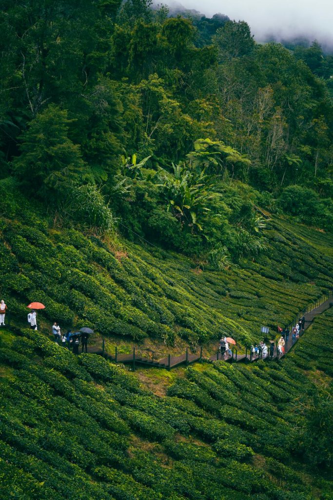 Cameron Highlands Tea Plantation Scenic View